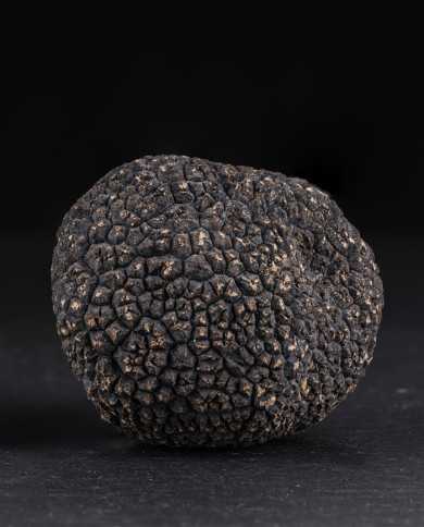 Ganze schwarze Trüffel aus Australien, frisch