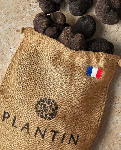 Truffe Noire du Périgord - Plantin L'art de la Truffe