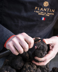 Truffe Noire du Périgord - Plantin L'art de la Truffe