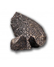 Morceaux de truffes noires fraîches 1kg   |  PLANTIN