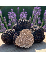 Truffe d'été fraîche |  PLANTIN  - L'art de la truffe